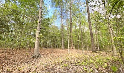 Photo #4 of SOLD property in Off Mineral Spring Rd , Whaleyville, VA 15.0 acres
