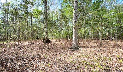 Photo #5 of SOLD property in Off Mineral Spring Rd , Whaleyville, VA 15.0 acres