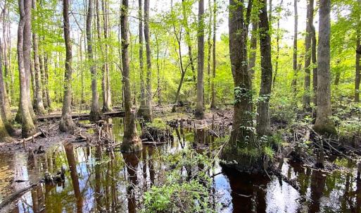 Photo #6 of SOLD property in Off Mineral Spring Rd , Whaleyville, VA 15.0 acres