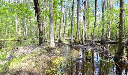Photo #7 of SOLD property in Off Mineral Spring Rd , Whaleyville, VA 15.0 acres