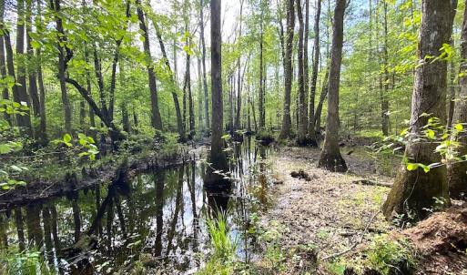 Photo #8 of SOLD property in Off Mineral Spring Rd , Whaleyville, VA 15.0 acres