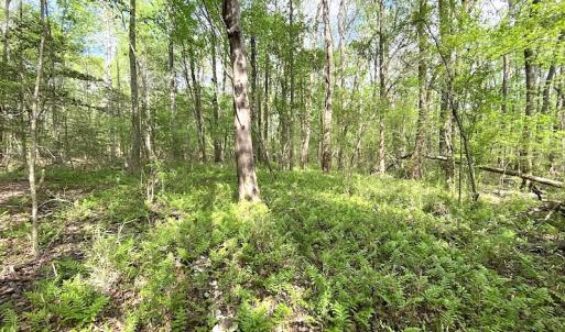 Photo #9 of SOLD property in Off Mineral Spring Rd , Whaleyville, VA 15.0 acres