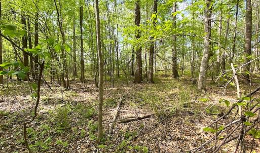 Photo #10 of SOLD property in Off Mineral Spring Rd , Whaleyville, VA 15.0 acres