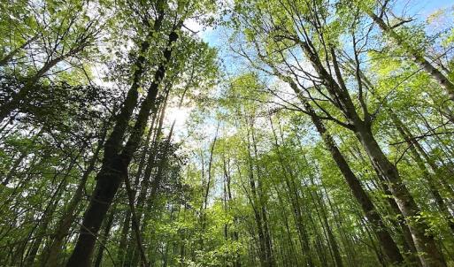 Photo #13 of SOLD property in Off Mineral Spring Rd , Whaleyville, VA 15.0 acres