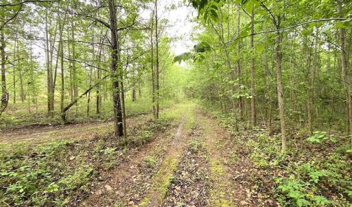 Photo #28 of SOLD property in Off Mineral Spring Rd , Whaleyville, VA 15.0 acres