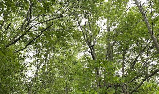 Photo #30 of SOLD property in Off Mineral Spring Rd , Whaleyville, VA 15.0 acres