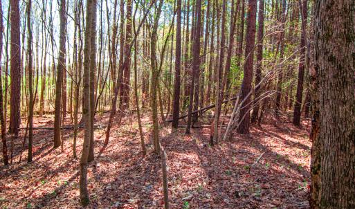 Photo #17 of SOLD property in Off Rascob Road, Sanford, NC 14.0 acres