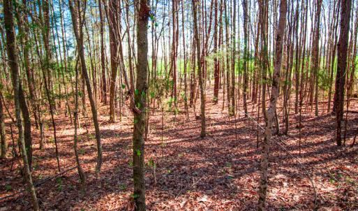 Photo #29 of SOLD property in Off Rascob Road, Sanford, NC 14.0 acres