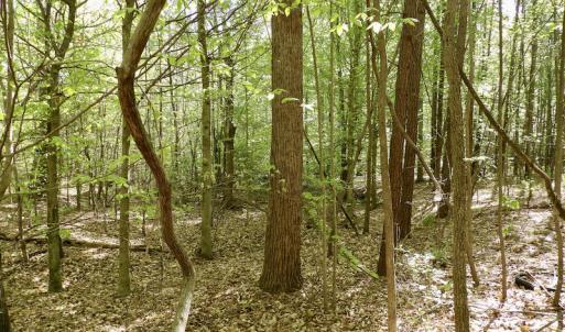 Photo #27 of SOLD property in On Spraggins Road, Gasburg, VA 7.3 acres