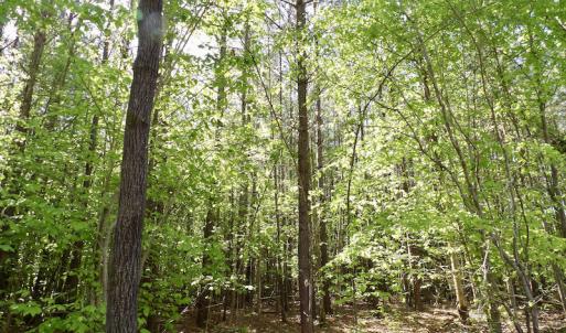 Photo #29 of SOLD property in On Spraggins Road, Gasburg, VA 7.3 acres