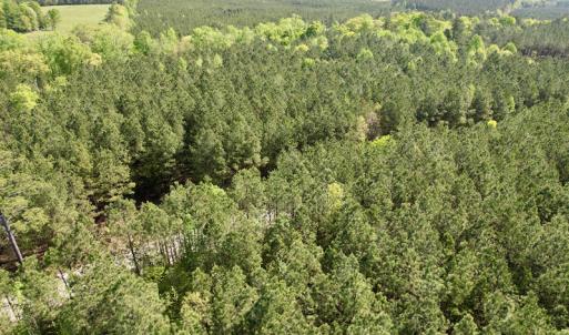 Photo #7 of SOLD property in On Spraggins Road, Gasburg, VA 7.3 acres