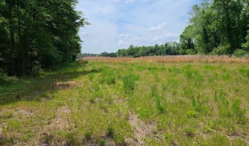 Photo #13 of SOLD property in Off Mill Branch Road, Fairmont, NC 40.0 acres