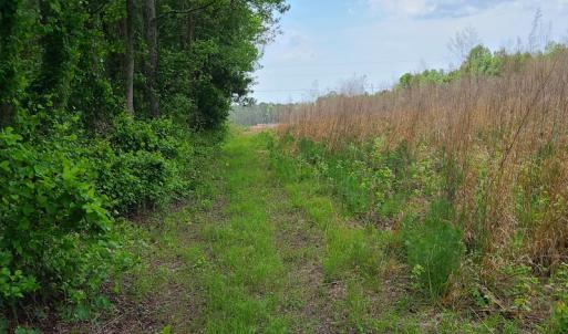 Photo #14 of SOLD property in Off Mill Branch Road, Fairmont, NC 40.0 acres