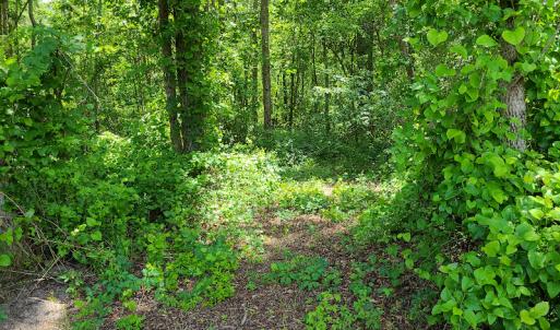 Photo #15 of SOLD property in Off Mill Branch Road, Fairmont, NC 40.0 acres