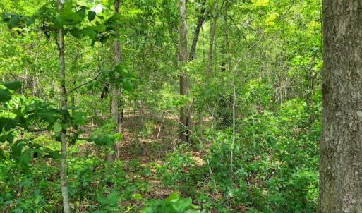 Photo #16 of SOLD property in Off Mill Branch Road, Fairmont, NC 40.0 acres