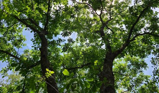 Photo #17 of SOLD property in Off Mill Branch Road, Fairmont, NC 40.0 acres