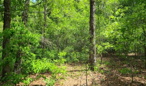 Photo #18 of SOLD property in Off Mill Branch Road, Fairmont, NC 40.0 acres