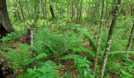 Photo #19 of SOLD property in Off Mill Branch Road, Fairmont, NC 40.0 acres