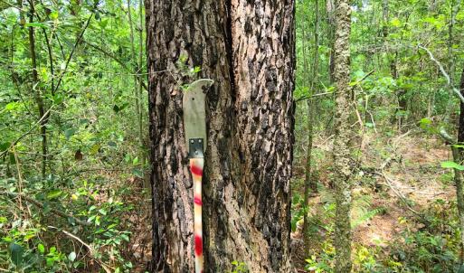 Photo #20 of SOLD property in Off Mill Branch Road, Fairmont, NC 40.0 acres