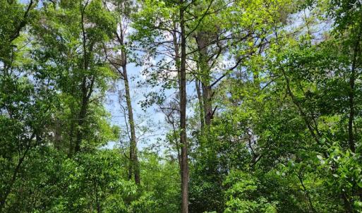 Photo #22 of SOLD property in Off Mill Branch Road, Fairmont, NC 40.0 acres