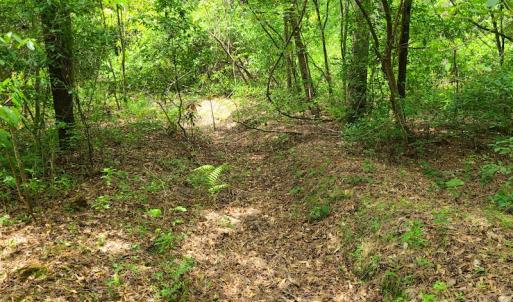 Photo #23 of SOLD property in Off Mill Branch Road, Fairmont, NC 40.0 acres
