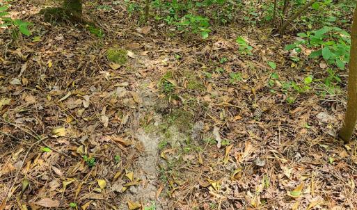 Photo #24 of SOLD property in Off Mill Branch Road, Fairmont, NC 40.0 acres