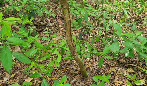 Photo #25 of SOLD property in Off Mill Branch Road, Fairmont, NC 40.0 acres