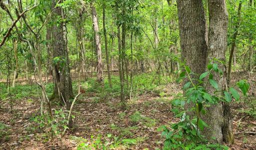 Photo #27 of SOLD property in Off Mill Branch Road, Fairmont, NC 40.0 acres