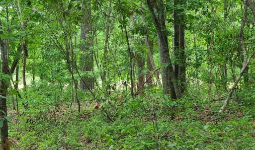 Photo #31 of Off Mill Branch Road, Fairmont, NC 40.0 acres