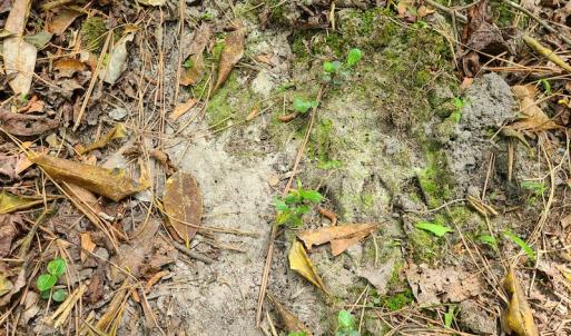 Photo #32 of SOLD property in Off Mill Branch Road, Fairmont, NC 40.0 acres