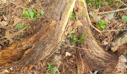 Photo #34 of SOLD property in Off Mill Branch Road, Fairmont, NC 40.0 acres