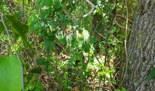 Photo #35 of SOLD property in Off Mill Branch Road, Fairmont, NC 40.0 acres