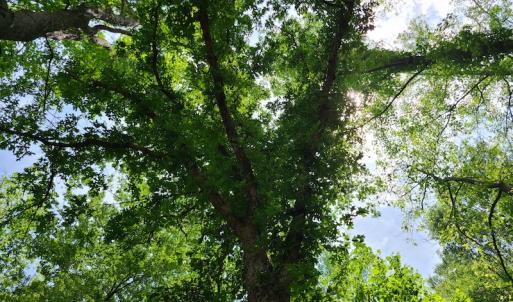 Photo #36 of SOLD property in Off Mill Branch Road, Fairmont, NC 40.0 acres