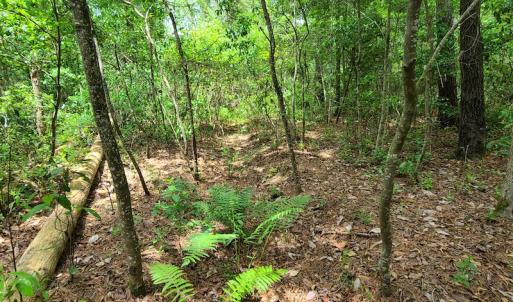 Photo #37 of SOLD property in Off Mill Branch Road, Fairmont, NC 40.0 acres
