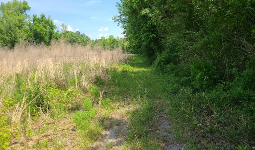 Photo #8 of SOLD property in Off Mill Branch Road, Fairmont, NC 40.0 acres
