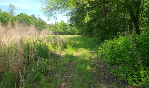 Photo #9 of SOLD property in Off Mill Branch Road, Fairmont, NC 40.0 acres