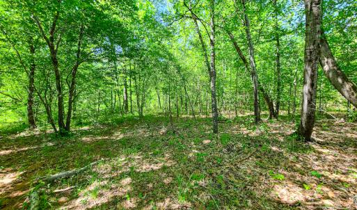 Photo #16 of SOLD property in Off Philpott Road, South Boston, VA 89.0 acres