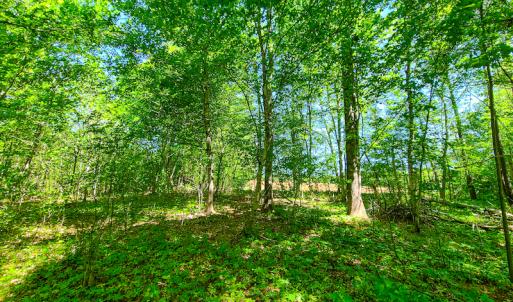 Photo #18 of SOLD property in Off Philpott Road, South Boston, VA 89.0 acres