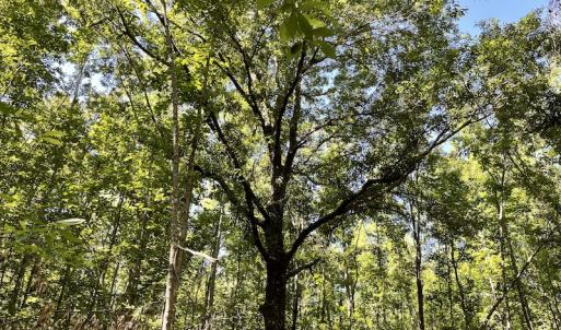 Photo #27 of Off Gurley Road, Marion, SC 134.7 acres