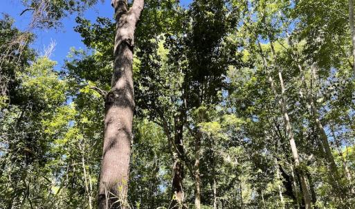 Photo #28 of Off Gurley Road, Marion, SC 134.7 acres