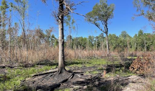 Photo #29 of Off Gurley Road, Marion, SC 134.7 acres