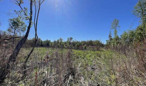 Photo #30 of Off Gurley Road, Marion, SC 134.7 acres