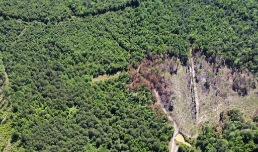Photo #35 of Off Gurley Road, Marion, SC 134.7 acres