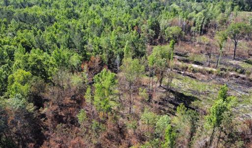 Photo #39 of Off Gurley Road, Marion, SC 134.7 acres