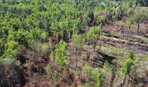 Photo #39 of Off Gurley Road, Marion, SC 134.7 acres