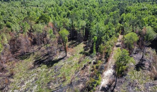 Photo #40 of Off Gurley Road, Marion, SC 134.7 acres