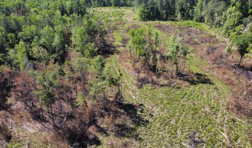 Photo #41 of Off Gurley Road, Marion, SC 134.7 acres