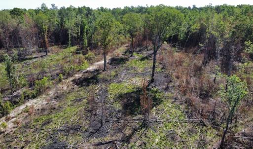 Photo #44 of Off Gurley Road, Marion, SC 134.7 acres