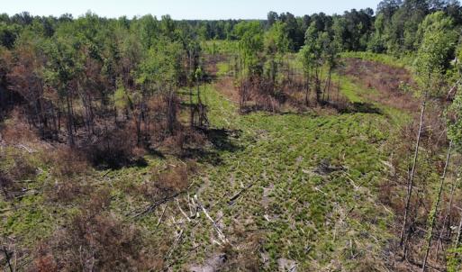 Photo #45 of Off Gurley Road, Marion, SC 134.7 acres