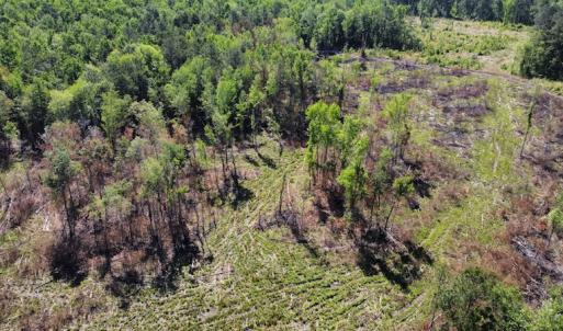 Photo #47 of Off Gurley Road, Marion, SC 134.7 acres